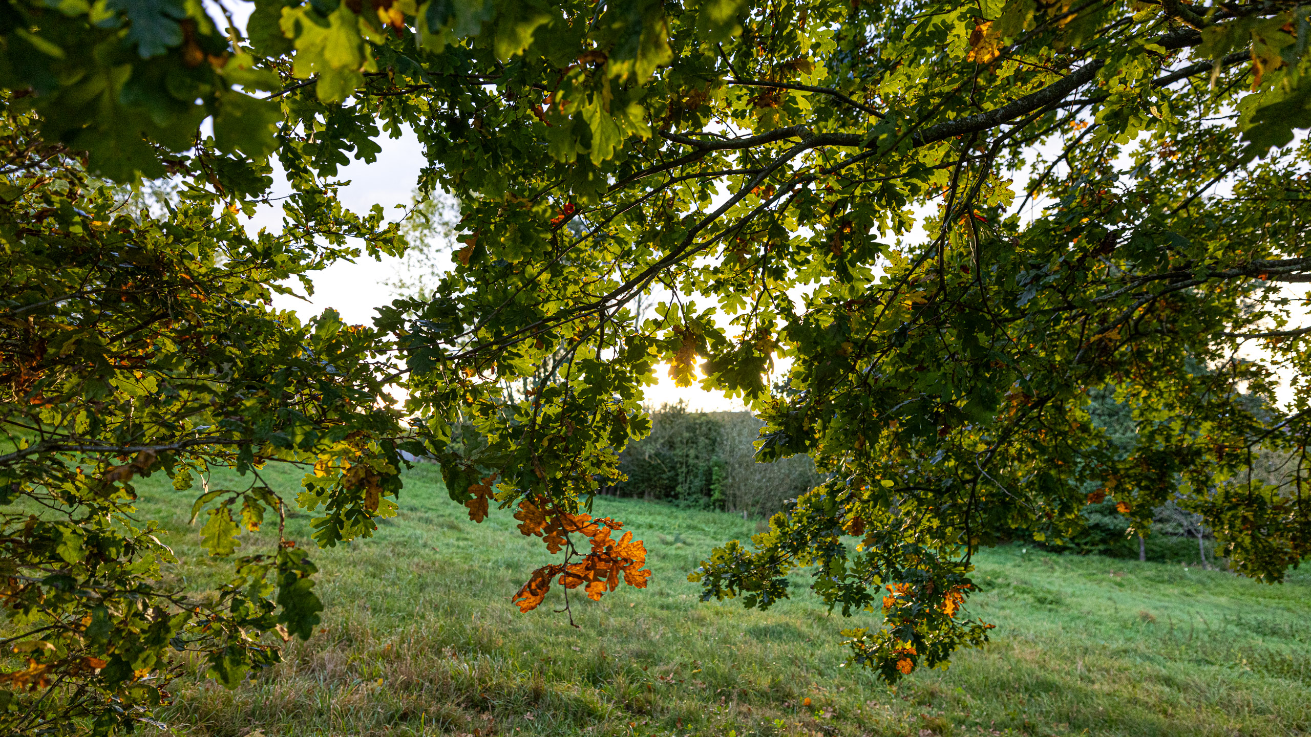 20231014173853 R5D 4204